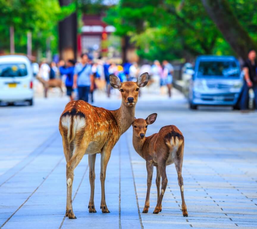 鹿と触れ合う