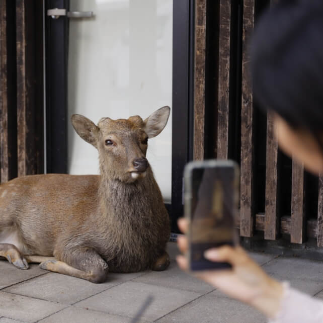 鹿が目の前に