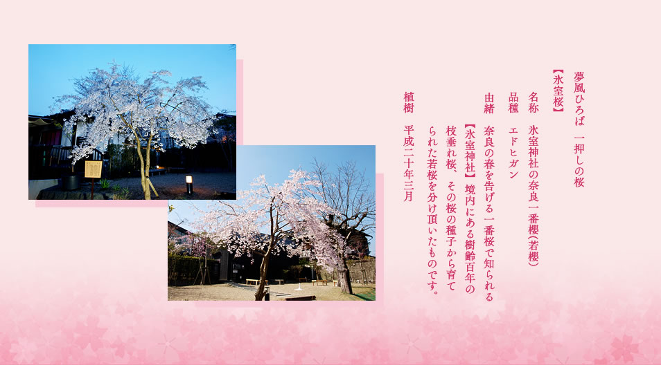 夢風ひろば 一押しの桜【氷室桜】名称：氷室神社の奈良一番櫻(若櫻）。品種：エドヒガン。由緒：奈良の春を告げる一番桜で知られる【氷室神社】境内にある樹齢百年の枝垂れ桜、その桜の種子から育てられた若桜を分け頂いたものです。植樹：平成二十年三月